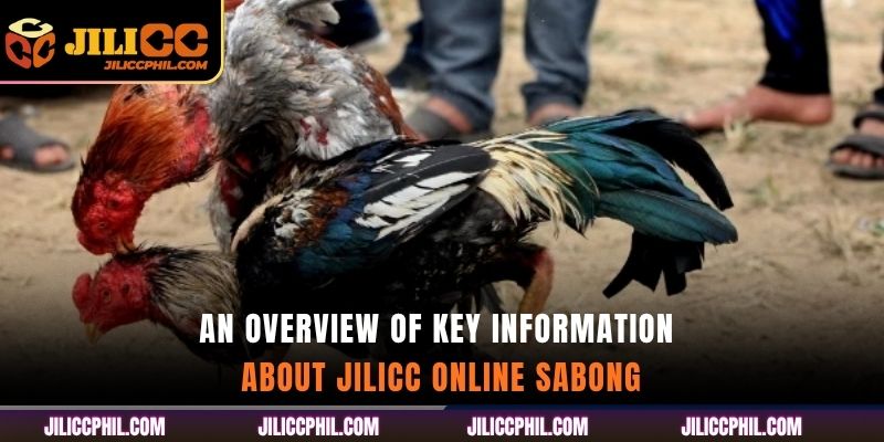 An overview of key information about jilicc Online Sabong