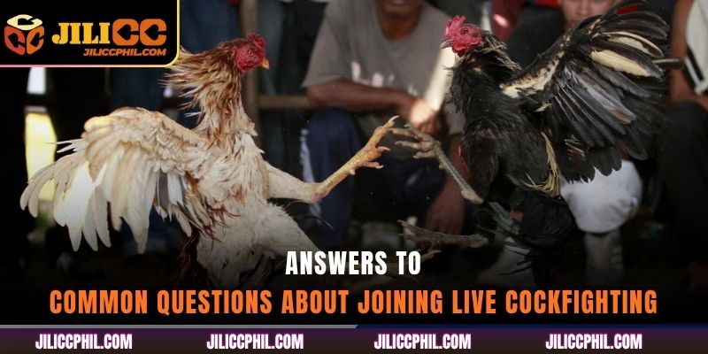 Answers to Common Questions About Joining Live Cockfighting