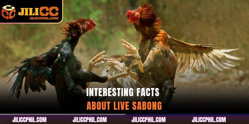 Interesting Facts About Live Sabong