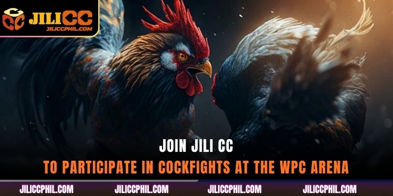 Join jili cc to participate in cockfights at the WPC arena