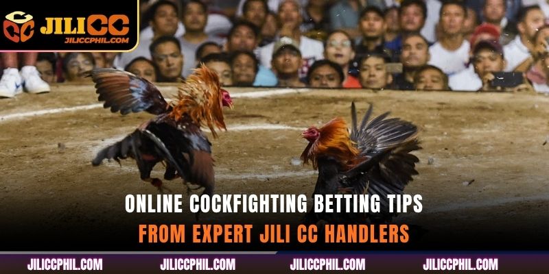 Online Cockfighting Betting Tips from expert jili cc handlers