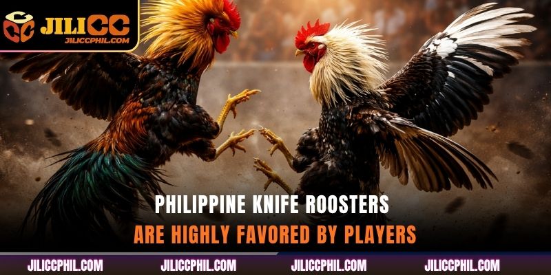 Philippine Knife Roosters are highly favored by players