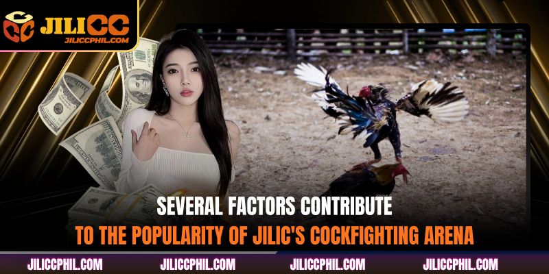 Several factors contribute to the popularity of JILIC's cockfighting arena
